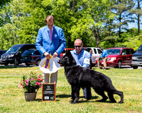 Best of Breed #36  CH Covy Tucker Hills Compass-PP