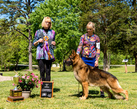 Best Of Breed #27  GCH Millertime's American Gray Ghost of Falkrigia