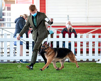 Open Dog - Campeon Romeo Vom Furstenhund - (R Milam, S Hares)
