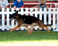 Breed Dog - GCH Todorhaus Black Hawk V Lutzhaus (Todoroff, Payne)