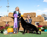 Reserve Winners Dog (15-18 Month) - She-Rock's Low Rider of Inquest (Schrock, Sherman)