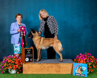 Award of Merit - #106  GCH Belcol Thalia