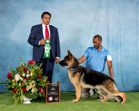 Best Puppy (9-12 Dog) - Scarab's Itsadogshownottherapy Jimeni