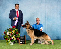 Reserve Winners Dog (AmBred) - Kiedrow's Foolin Around and Fell in Love