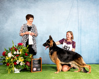 4th Maturity Dog - MyJoy-Foxhaven Let Freedom Ring