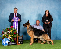 Reserve Winners Dog - Signature's Kingsley Von Springrock