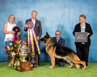 Best of Breed/Sel Exc #477 - GCH CH Wolf Creek Levi
