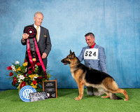 Select Exc #11 GCH CH Windfall's National Anthem