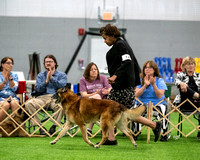 Veteran Dog 9-12 - GCH Avonlea Unraveling the Mystery