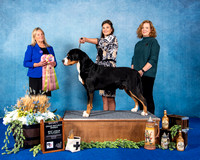 Grand Maturity Winner/Best Senior in Maturity - GCH CH Aegis Confessions of a Dangerous Mind