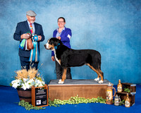 2nd Veteran Dog 9-11 - CH Sennenhund Rossii Int'l Sensation