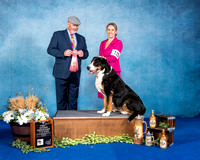 1st Veteran Bitch 11 & Over - GCH Flurries at Selton Swissies Bailey