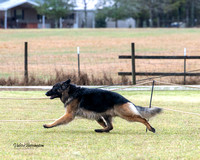 Breed - CH Falkrigia-Ropaja's Iron Eagle of Adorher