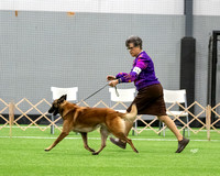 Breed - #83 GCH Gamedaze Goli Hit A Hom Run