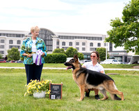 Reserve Winners Dog - Dawnhill's We Will Rock You