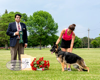 Best Puppy - Mojave's Little Miss Honkytonk Bmeer