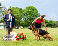 Best of Winners/Winners Dog - Jimeni's Viggo V Eklectic