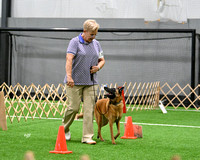 Intermediate - GCH Belcol Notre Dame Alice