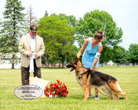 Select Dog - CH SimCar's One Bourbon, One Scotch, One Beeer