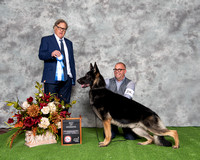 Winners Dog/Best of Winners - Kaleef's Smooth Operator