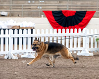 Breed - CH Adelhorst Saber's Chance to Shine