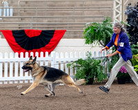 Breed - GCH CH Cherpa-Conlee Stolichnaya