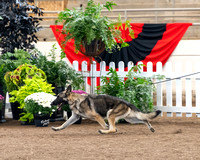 Breed - GCH Silhouette's Run for the Roses