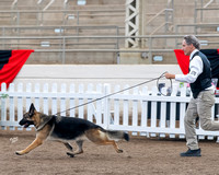 Breed - CH Wolf Creek Diamond in the Sky of Wonderland