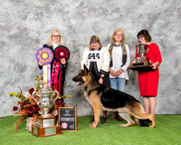 Best of Breed - GCH CH Candia's Redneck Crazy V Surigo RN