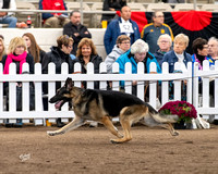 #505 GCH CH Lindenhill-Gracelyne Game ofThrones