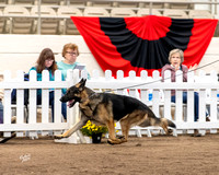 #529 - GCH Norberge's C'est Si Bon of Clayfield