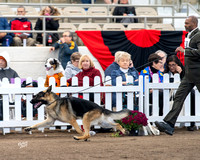 #537 GCH CH Scarab's Itsadogshownottheraphy Jimeni