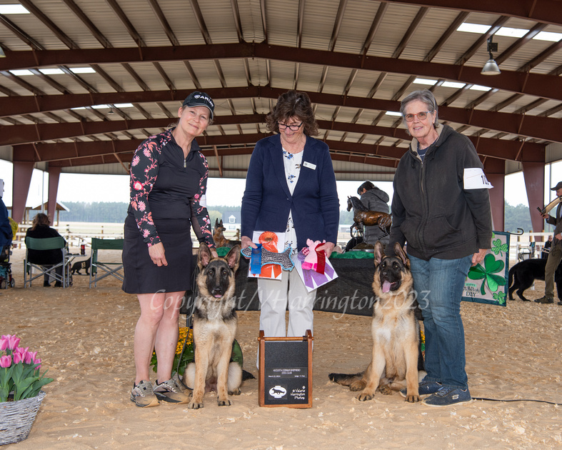 Valerie Harrington Photography | Augusta GSDC - 3/22/24 - Judge Candee Foss