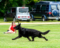 Breed Dog #404  GCH Lindenhill's Martello V Gracelyne