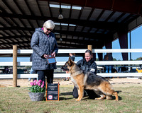 Intermediate Futurity Dogs