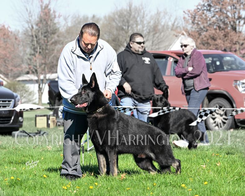 Valerie Harrington Photography | Winners Dog - Shakers Don't Stop ...