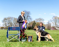 German Shepherd Dog Assoc. of Central Indiana - 4/6/24 PM - Judge Cyndi Flautt