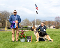 German Shepherd Dog Assoc. of Central Indiana 4/7/24 AM - Judge Jeff Pyle