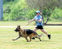 Veteran Dog - GCH Kimberlite Gem-N-I Tindrock's Decorate My Life