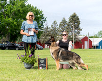 1st Teenage Futurity Dog - Gable Hill's Anderson V Woodside