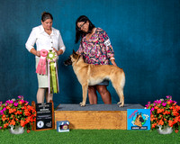 Best Opposite In Working Sweepstakes - #154 GCH Concho's Codigo