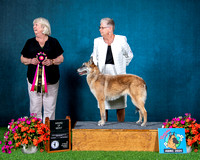 Award of Merit - GCH Broadcreek's Chasing the Legend