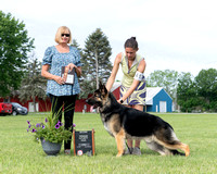 2nd Teenage Futurity Dog - Luzak's I'm Your Huckleberry