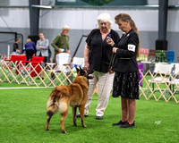 Breed - #94 - GCH Broadcreek's Soteria For Lacey