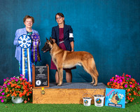 Winners Dog/Best of Winners/Best BredBy - #27 Alouette's Keeping Klear River