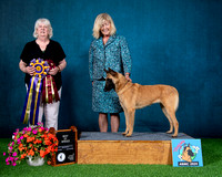 Best of Breed - GCH Belcol Jbels Tuppence